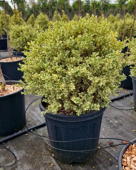 buxus_sempervirens_elegantissima_palla.jpg