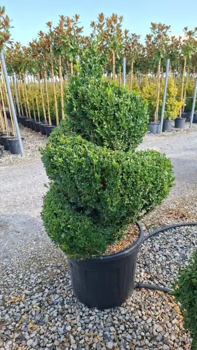 buxus_sempervirens_cono.jpg