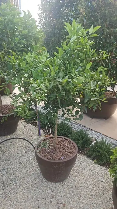 Citrus limequat-NATURART-CONF_59