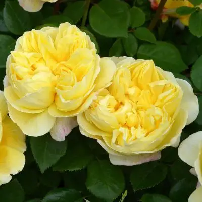 Rosa inglese Charles Darwin®-TES_ROS_CONF_189