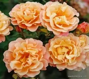 Rosa coprisuolo Cubana®-TES_ROS_CONF_229