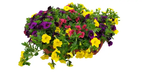 Calibrachoa hybrid vaschetta