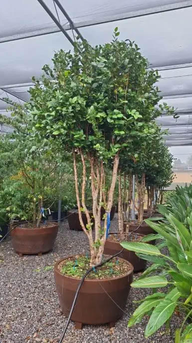 Camellia japonica vaso Jumbo paracadute