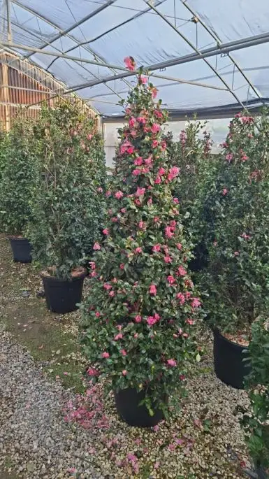 Camellia sasanqua 'Cleopatra' vaso cono