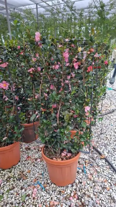 Camellia sasanqua 'Cleopatra' spalliera