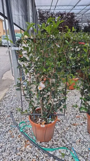 Camellia sasanqua 'Hino De Gumo' spalliera