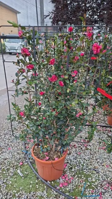 Camellia sasanqua 'Kanjiro' spalliera