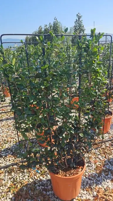 Camelia sasanqua vaso spalliera
