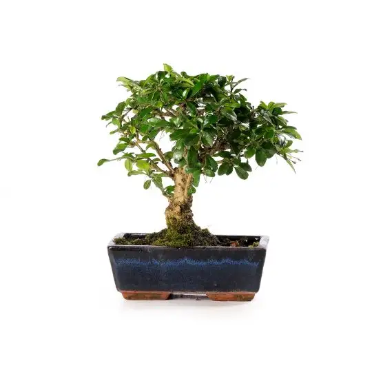 Carmona retusa vaso bonsai scopa rovesciata