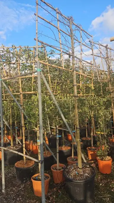 Carpinus betulus 'Albert Beckman' vaso spalliera alto fusto