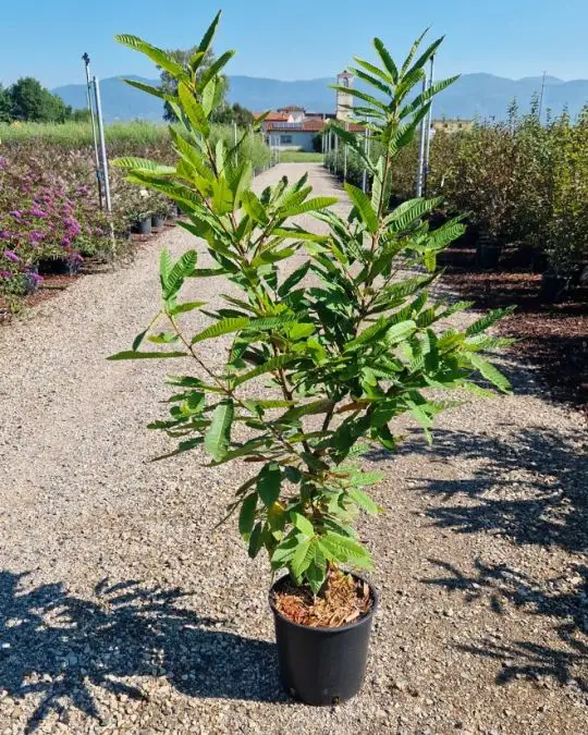 Castanea sativa-SKU477