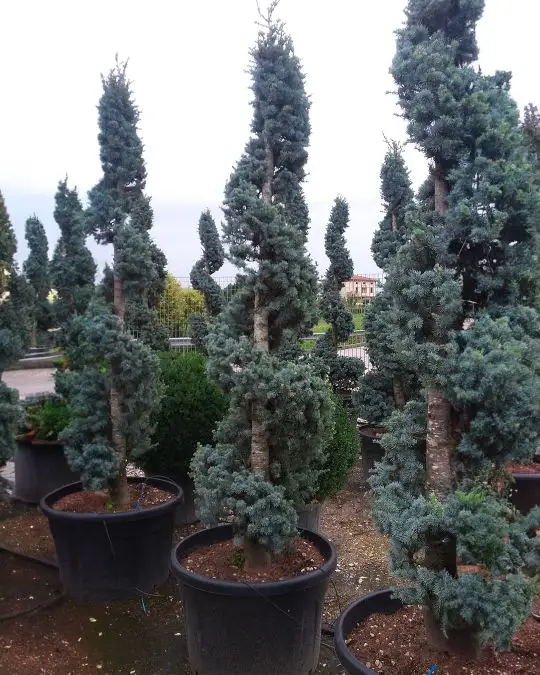 cedrus_atl._glauca_spirale.jpg