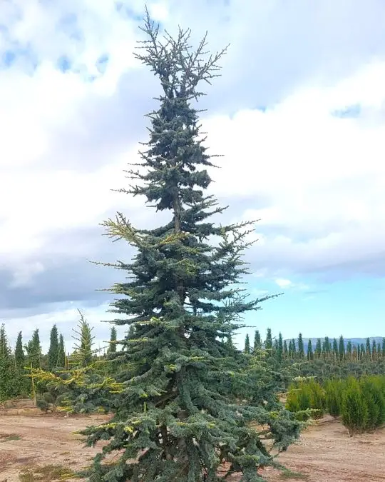cedrus_atlantica_aurea.jpg