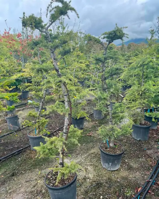 cedrus_atlantica_bonsai.jpg
