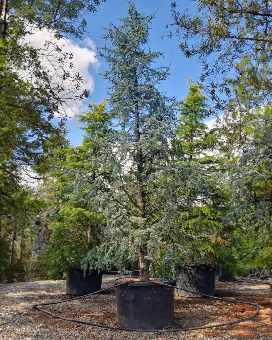 Cedrus atlantica 'Glauca'