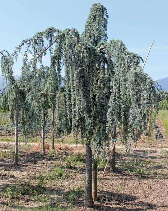 cedrus_atlantica_glauca_pendula.jpg