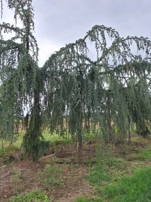 Cedrus atlantica 'Glauca Pendula' zolla ramificato