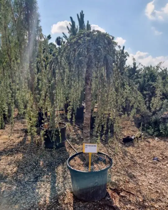 Cedrus atlantica 'Glauca Pendula' clt 3/4 fusto