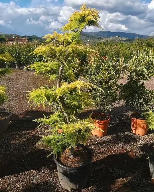 cedrus_deodara_aurea_bonsai_.jpg