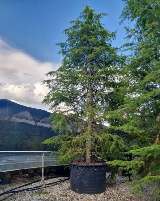 Cedrus deodara 'Aurea' vaso