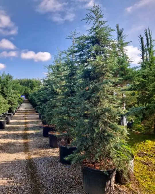 Cedrus deodara 'Blue Triumph'-SKU515