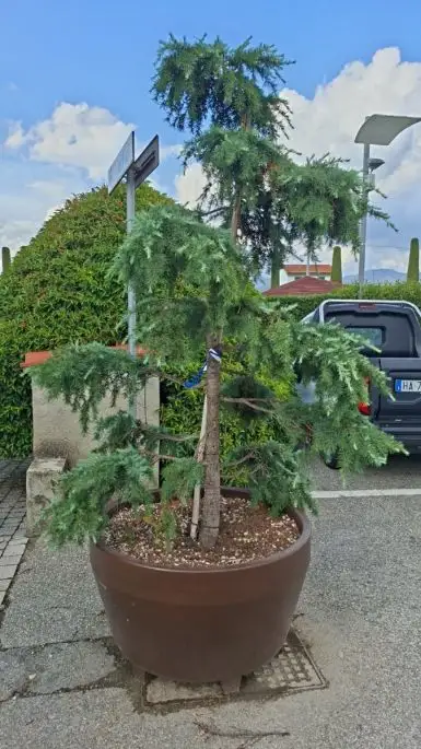 Cedrus deodara feeling blue vaso Jumbo