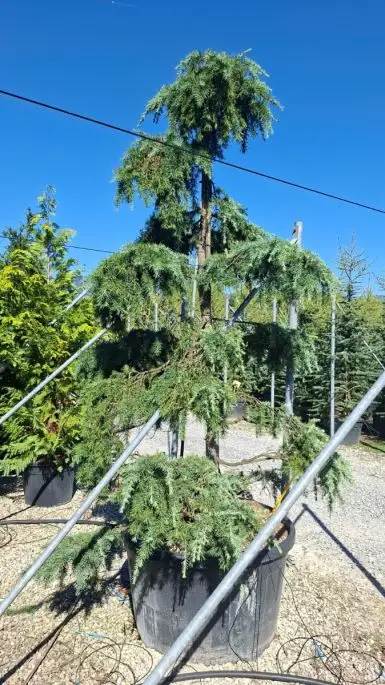 Cedrus deodara ‘Feelin’ Blue’ vaso Bonsai