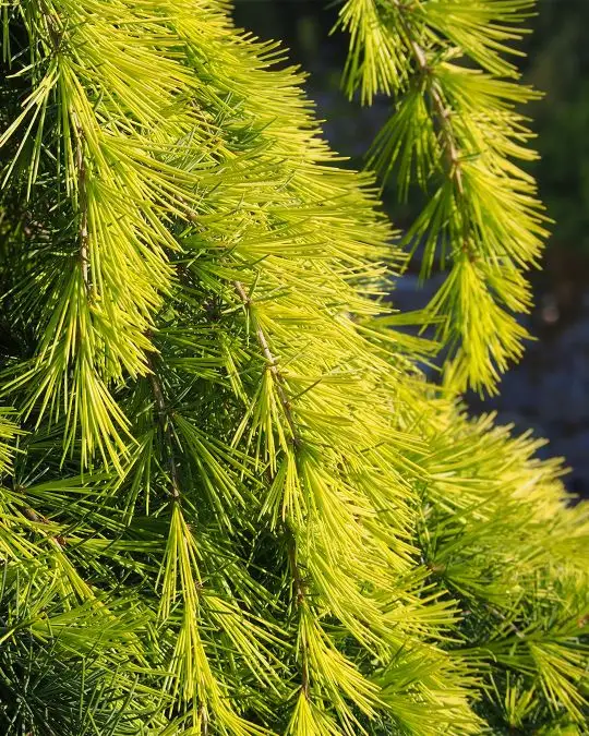 Cedrus deodara 'Golden Horizon'-SKU517