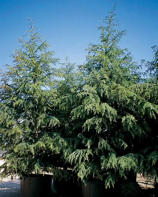 cedrus_deodara_robusta_glauca.jpg