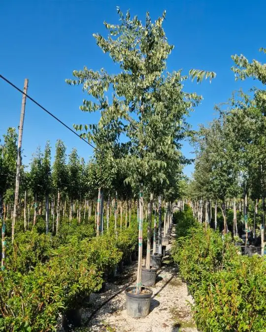 Celtis australis clt alto fusto-SKU521-c_new