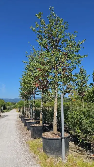 Cercis siliquastrum vaso alto fusto