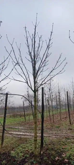 aesculus hippocastanum zolla 25-30