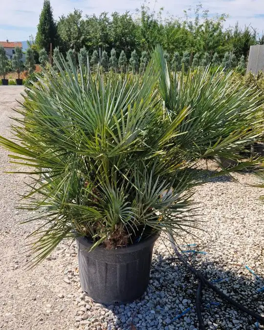Chamaerops cerifera-SKU569