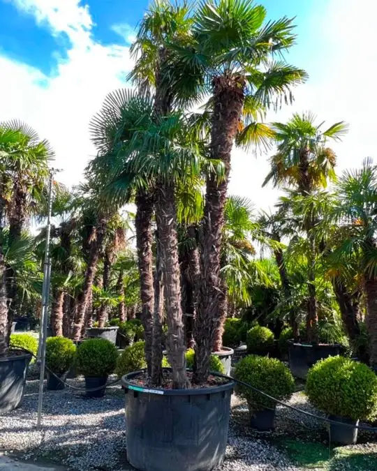 Chamaerops excelsa (trachycarpus fortunei) multi tronco