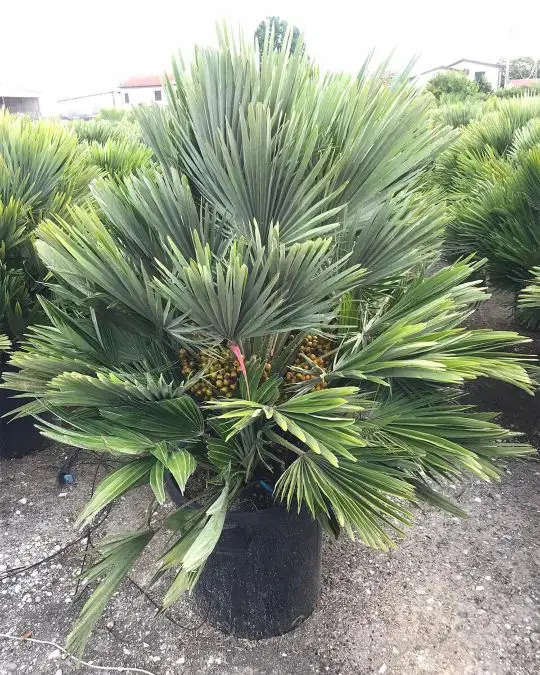 chamaerops_humilis_vulcano.jpg