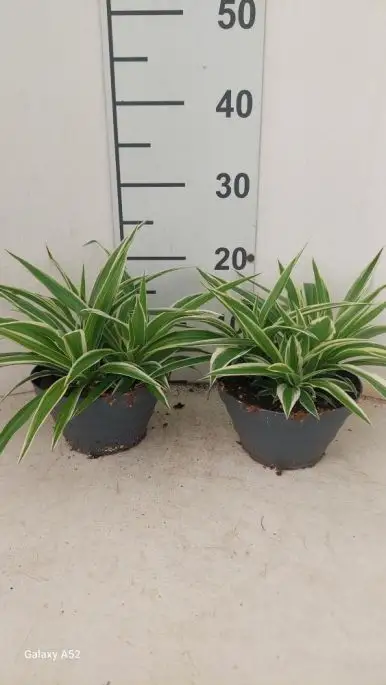 Chlorophytum ciotola