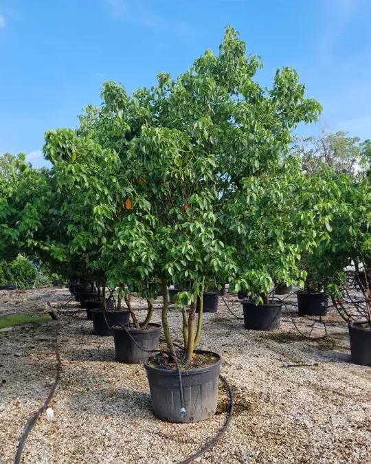 Cinnamomum camphora paracadute