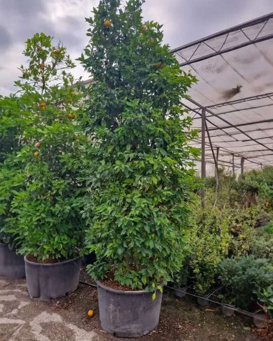 Citrus aurantium cespuglio