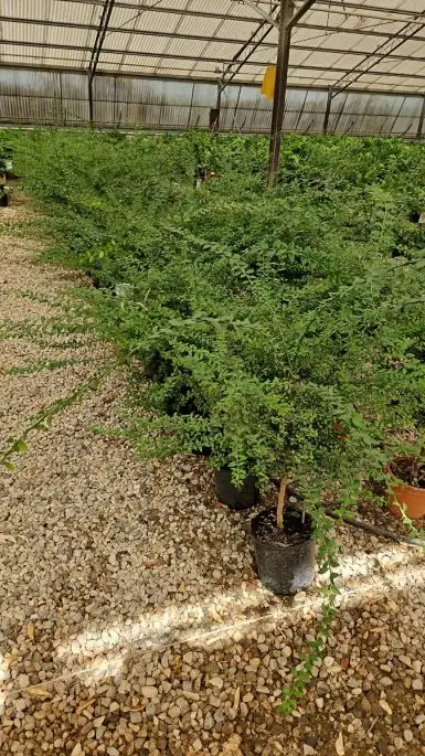 Citrus australasica vaso mini fusto