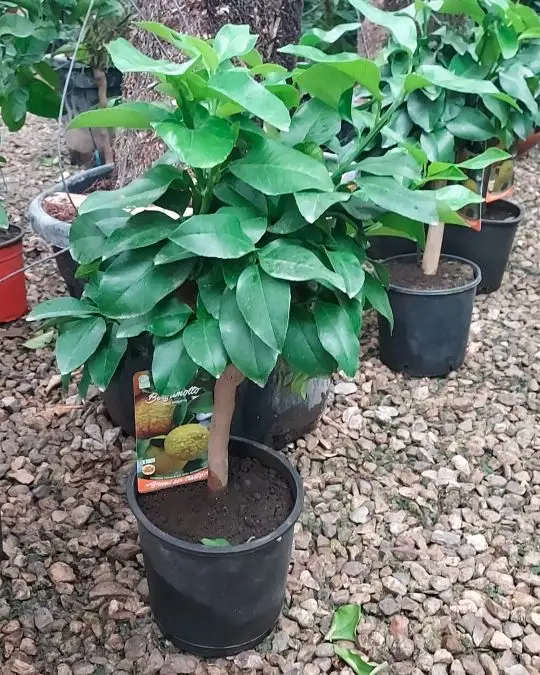 Citrus bergamia-SKU602