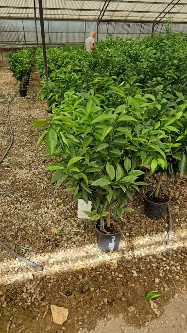 Citrus clementina vaso mini fusto