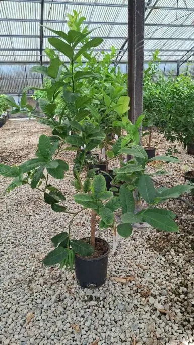 Citrus medica digitata vaso mini fusto