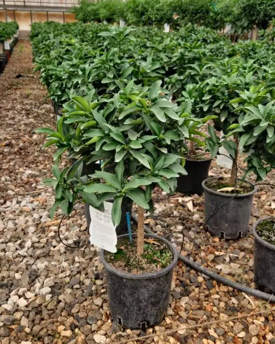 Citrus fortunella ‘Margarita’ vaso mini fusto