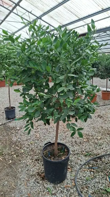 Citrus latifolia tahiti 1/2 fusto