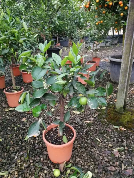 Citrus latifolia Tahiti vaso mini fusto