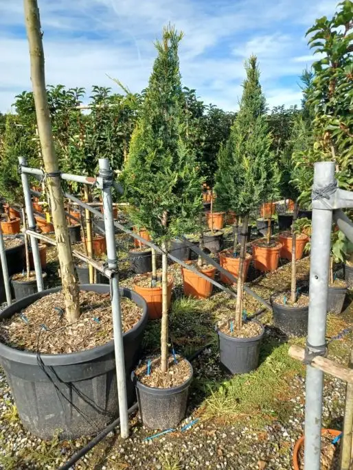 Cupressocyparis leylandii ‘Castlewellan Gold’ vaso 1/2 fusto cono