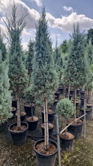 Cupressus arizonica ‘Fastigiata Glauca' vaso 1/2 fusto cono