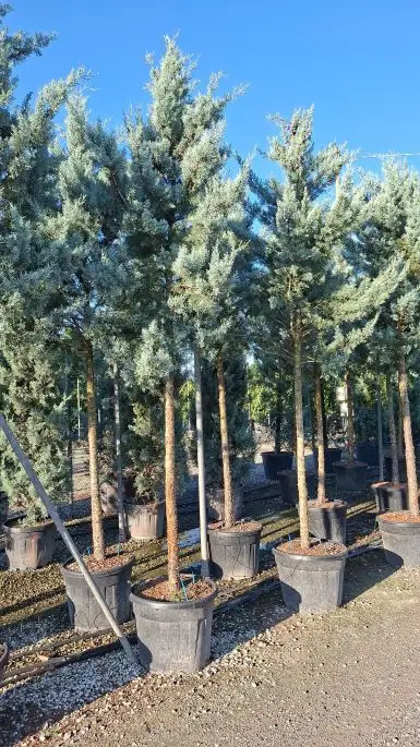 Cupressus arizonica ‘Fastigiata Glauca' vaso alto fusto