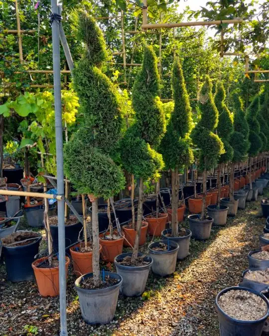 Cupressocyparis leylandii 'Pyramidalis' (leylandii '2001') 1/2 fusto spirale