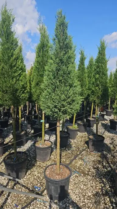 Cupressocyparis leylandii 'Blue Jeans' 1/2 fusto cono